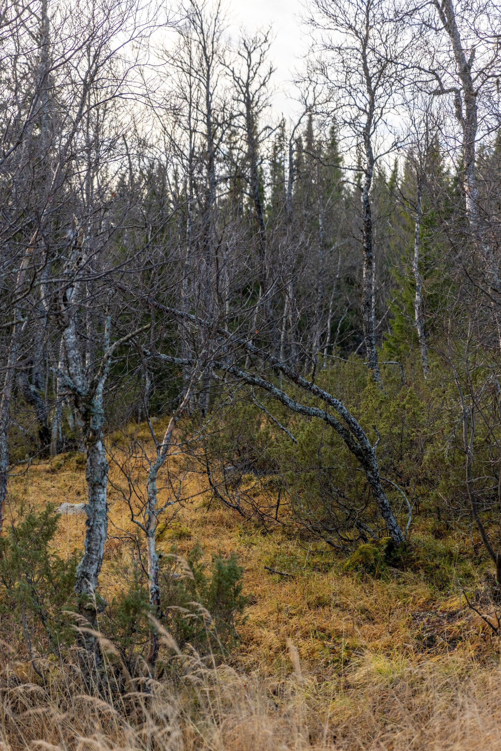 Tomt, Matsbo 29A, Bruksvallarna, Härjedalen