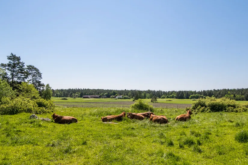 Gård/Skog, Kindtorp 1, Bottna, Söderköping