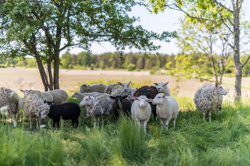 Gård/Skog, Kindtorp 1, Bottna, Söderköping