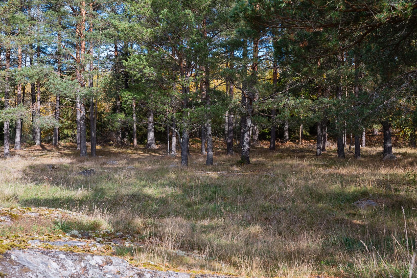Gård/Skog, Kindtorp 1, Bottna, Söderköping
