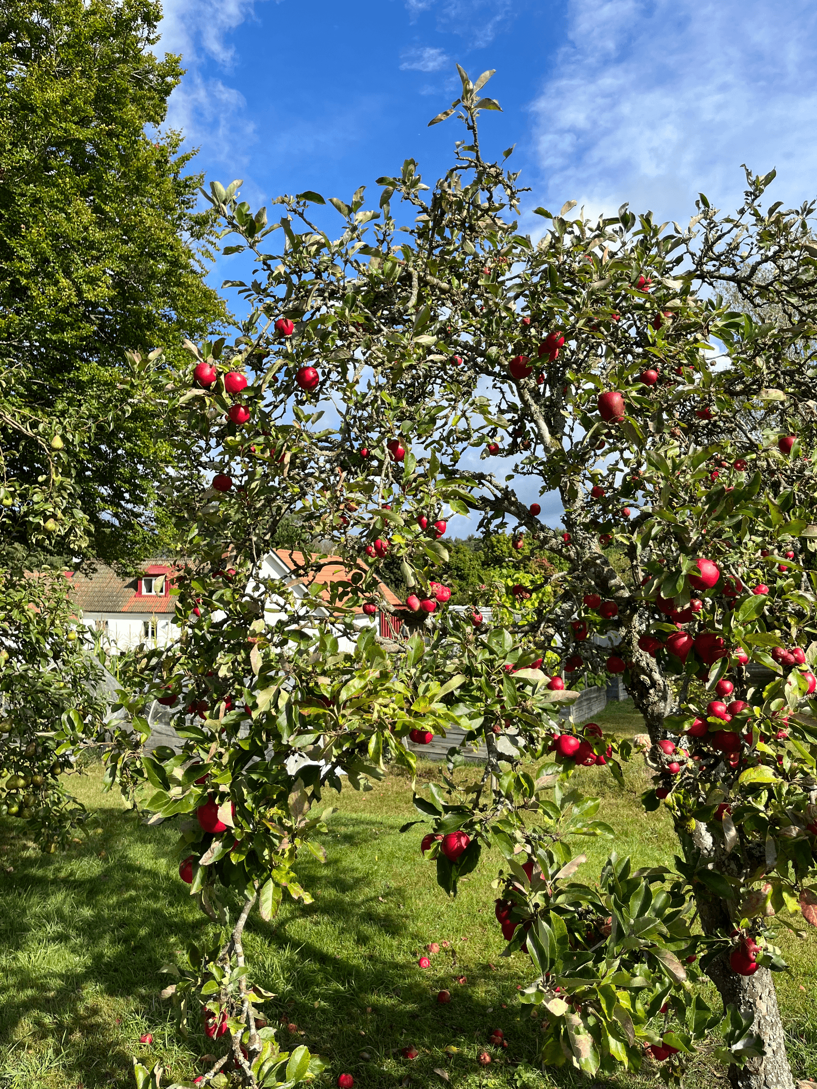 Villa, Rödde Mellanväg 2-14, Rödde, Sjöbo