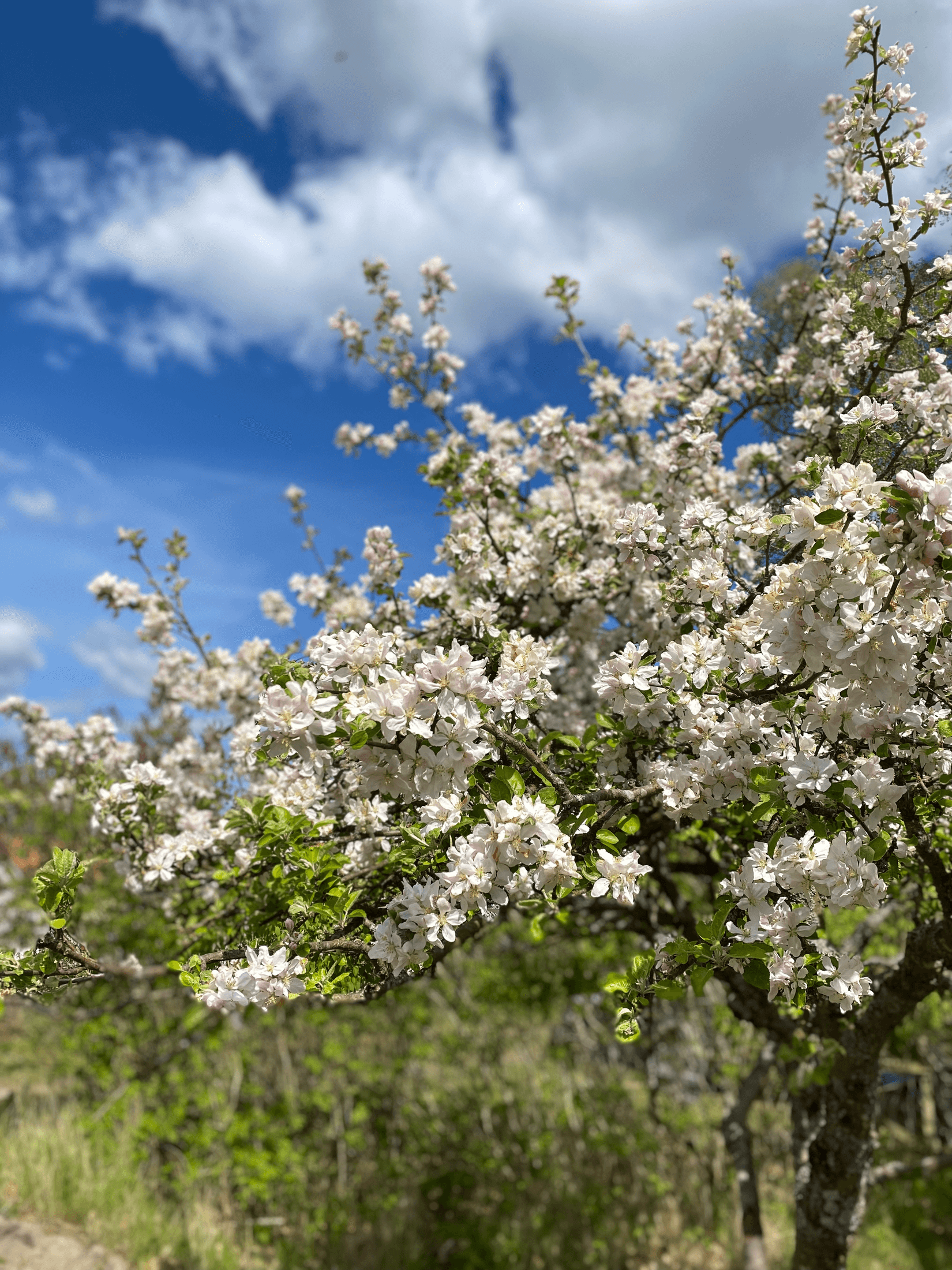 Villa, Rödde Mellanväg 2-14, Rödde, Sjöbo