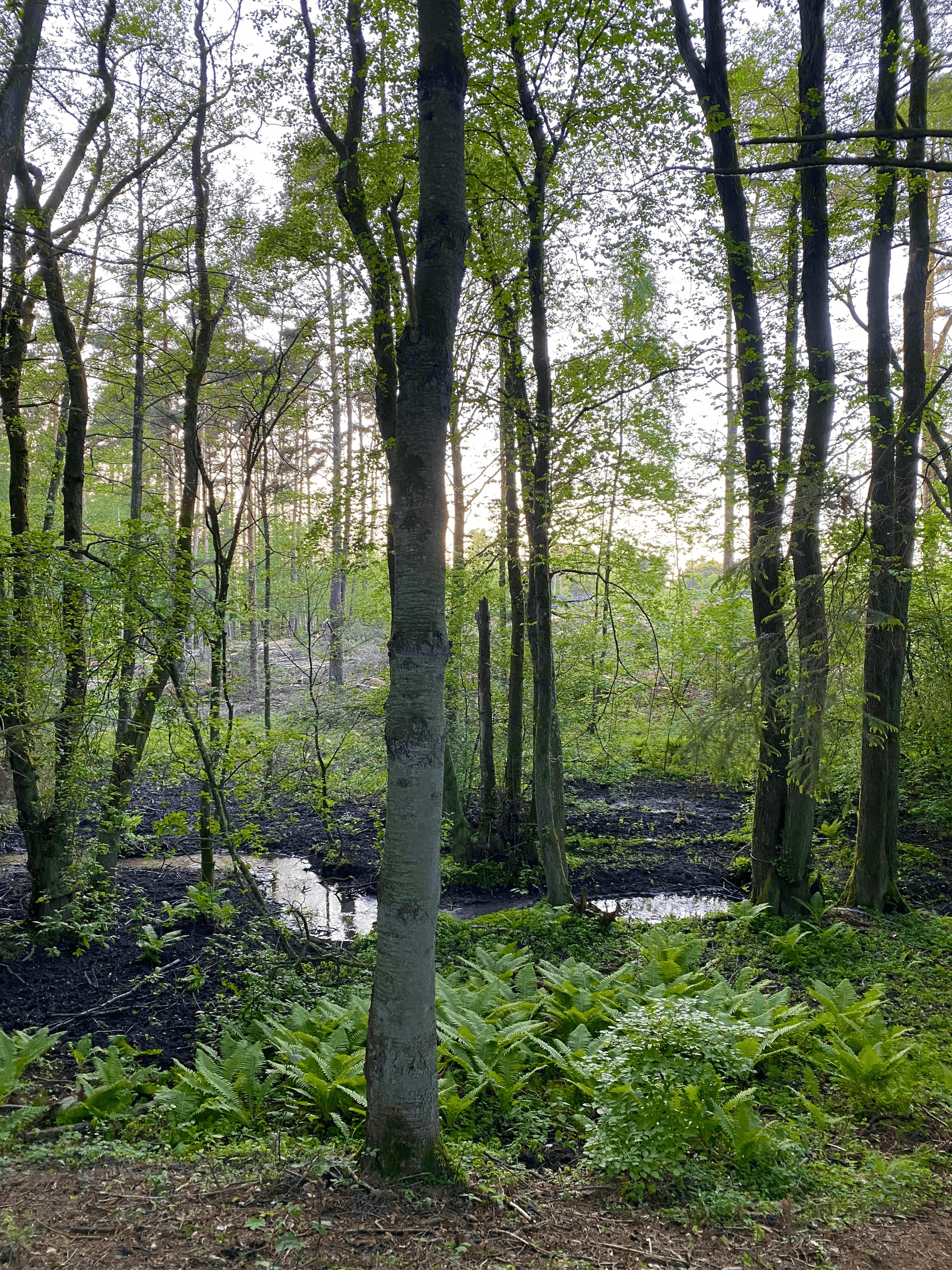 Villa, Rödde Mellanväg 2-14, Rödde, Sjöbo