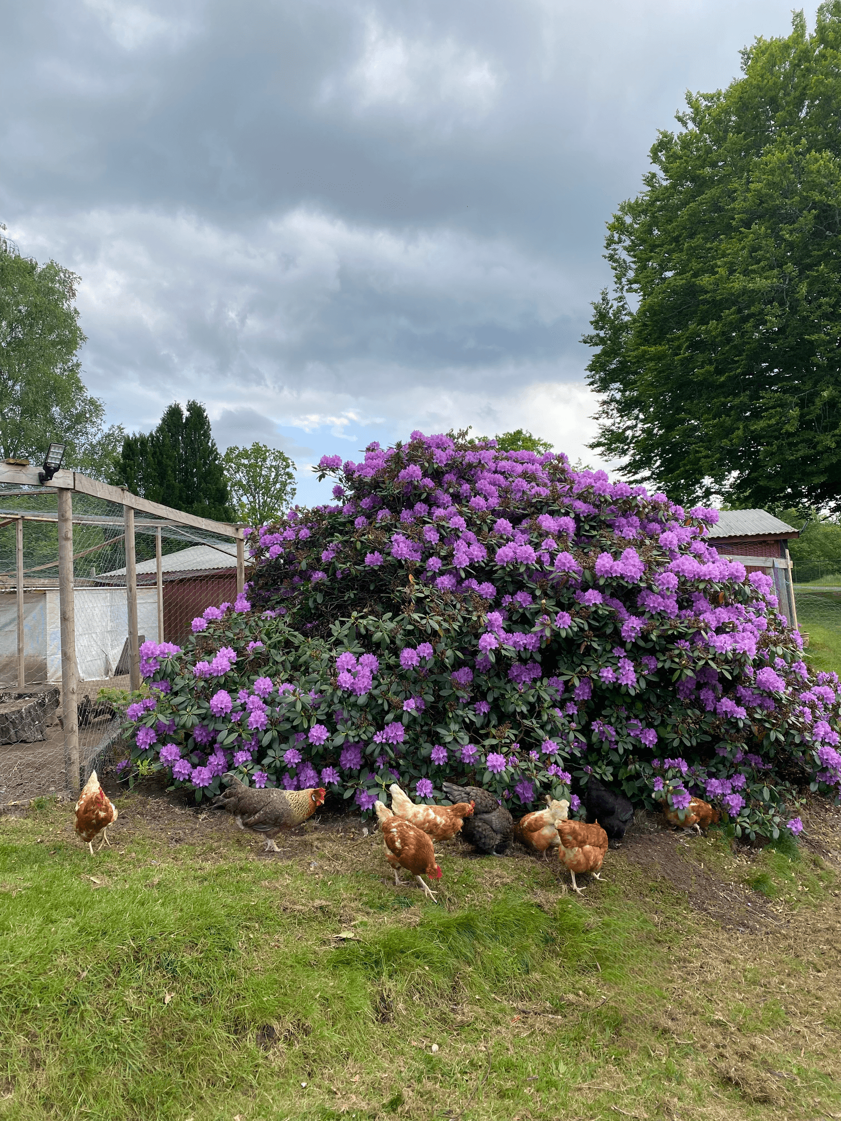 Villa, Rödde Mellanväg 2-14, Rödde, Sjöbo