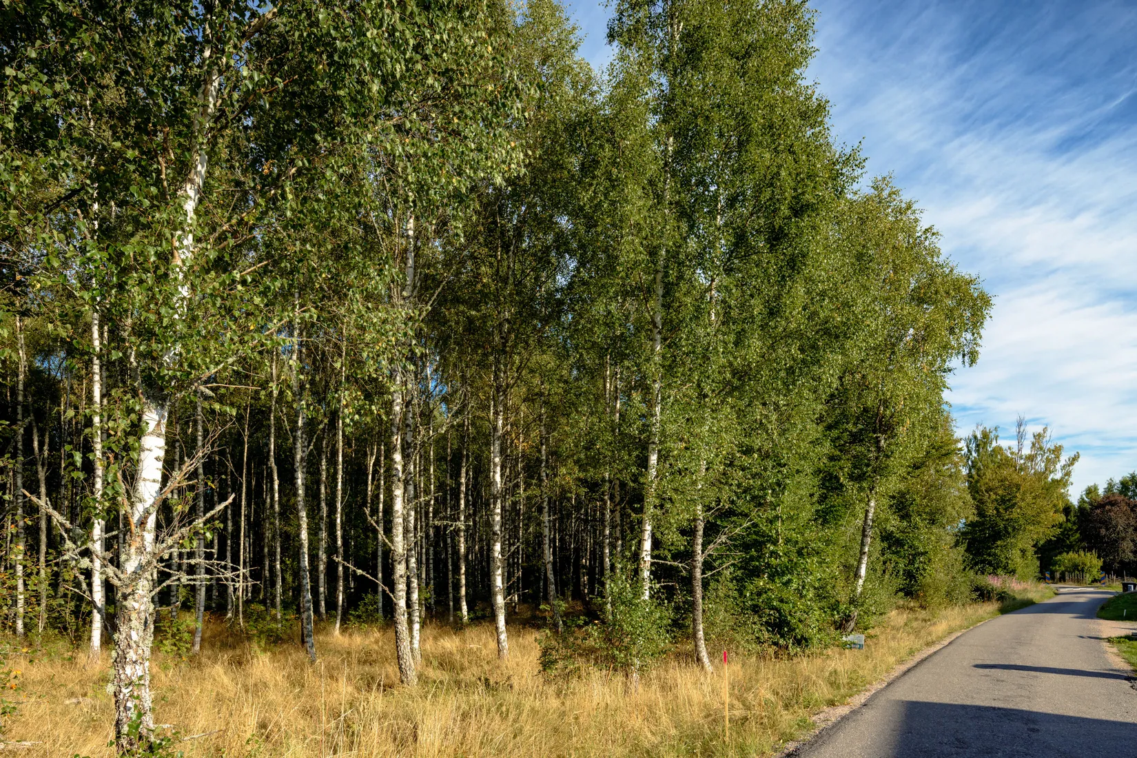 Gård/Skog, Älmåsen, Växjö