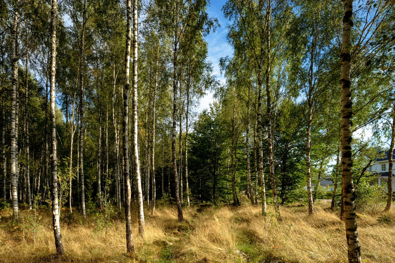 Gård/Skog, Älmåsen, Växjö