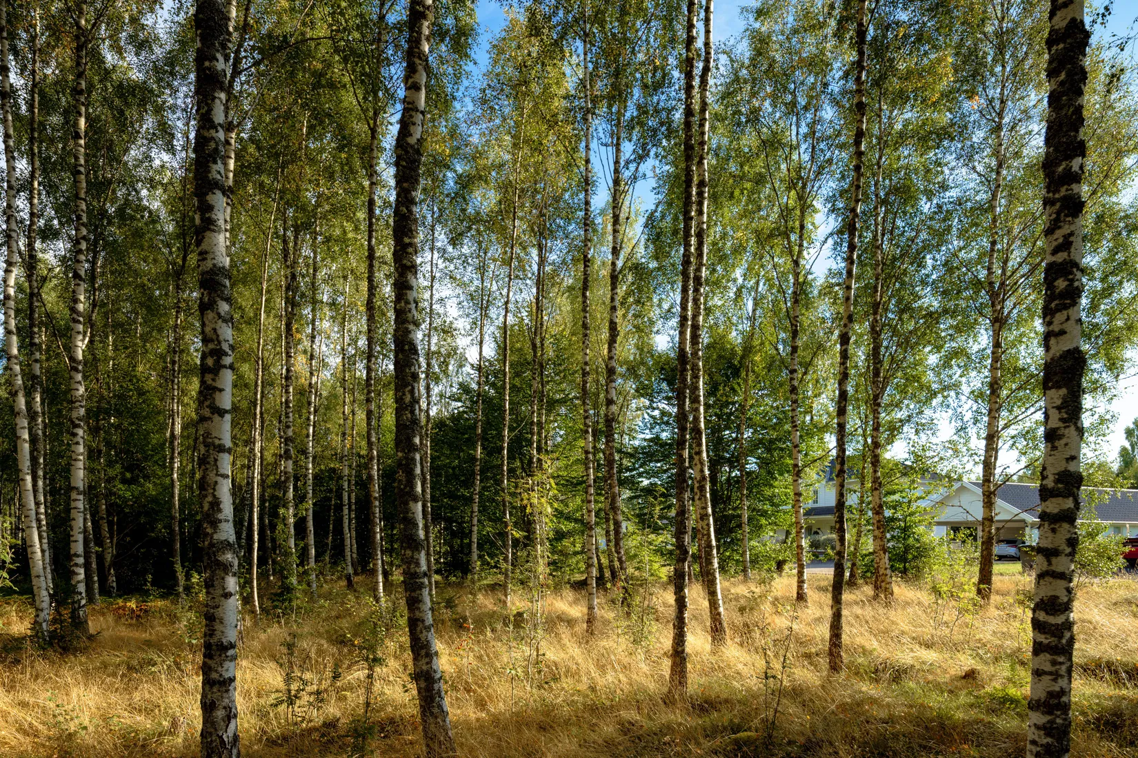 Gård/Skog, Älmåsen, Växjö