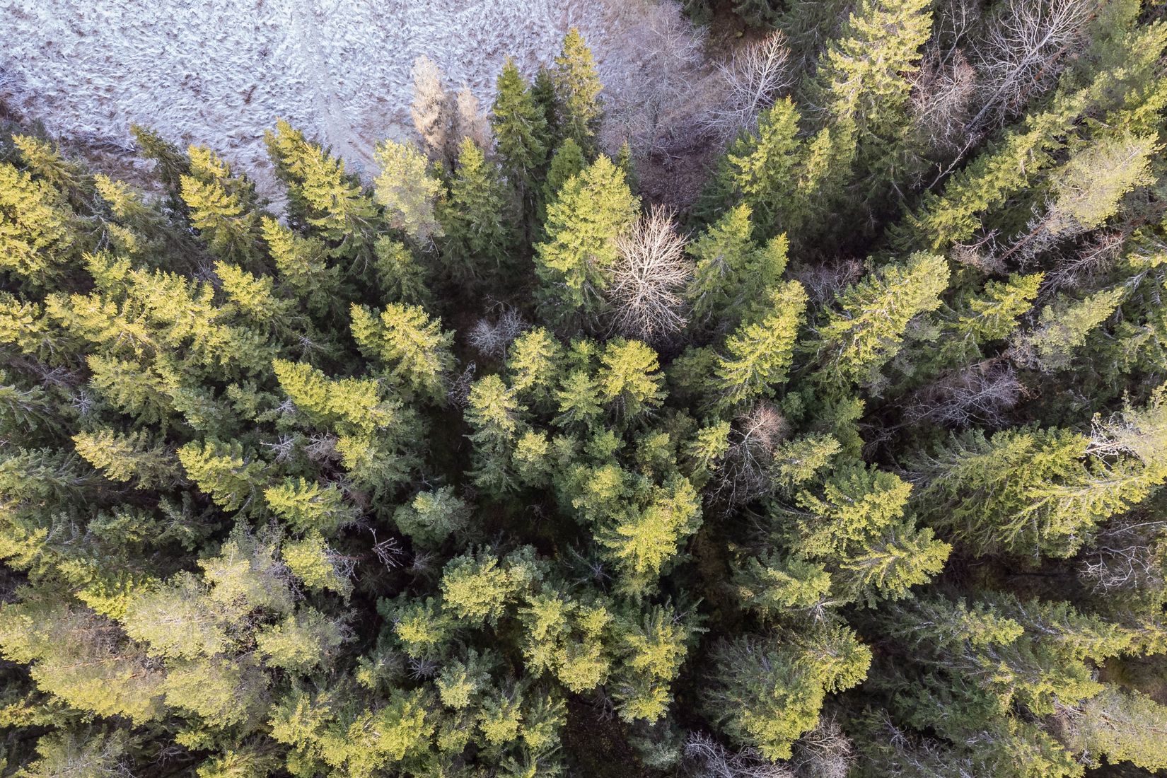 Gård/Skog, Arnsjön 67, Östmark med omnejd, Torsby