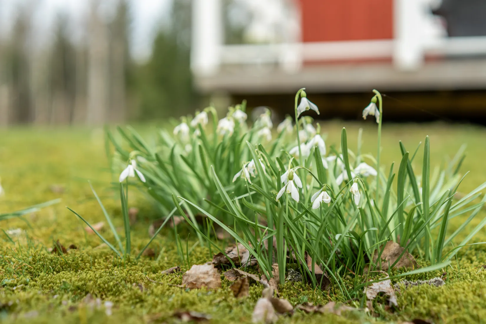 Fritidshus, Sparresäter Lövrödjan, Skövde