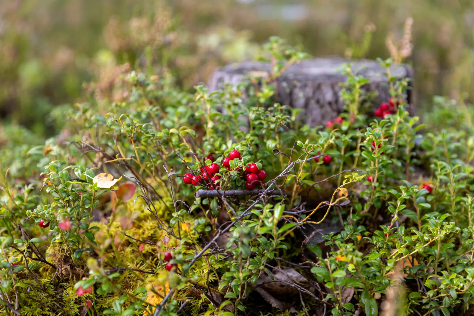 Fritidshus, Stugbyvägen 11, Åsen, Älvdalen