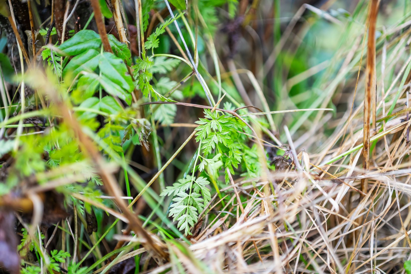 Villa, Floravägen 38, Centrum, Ånge