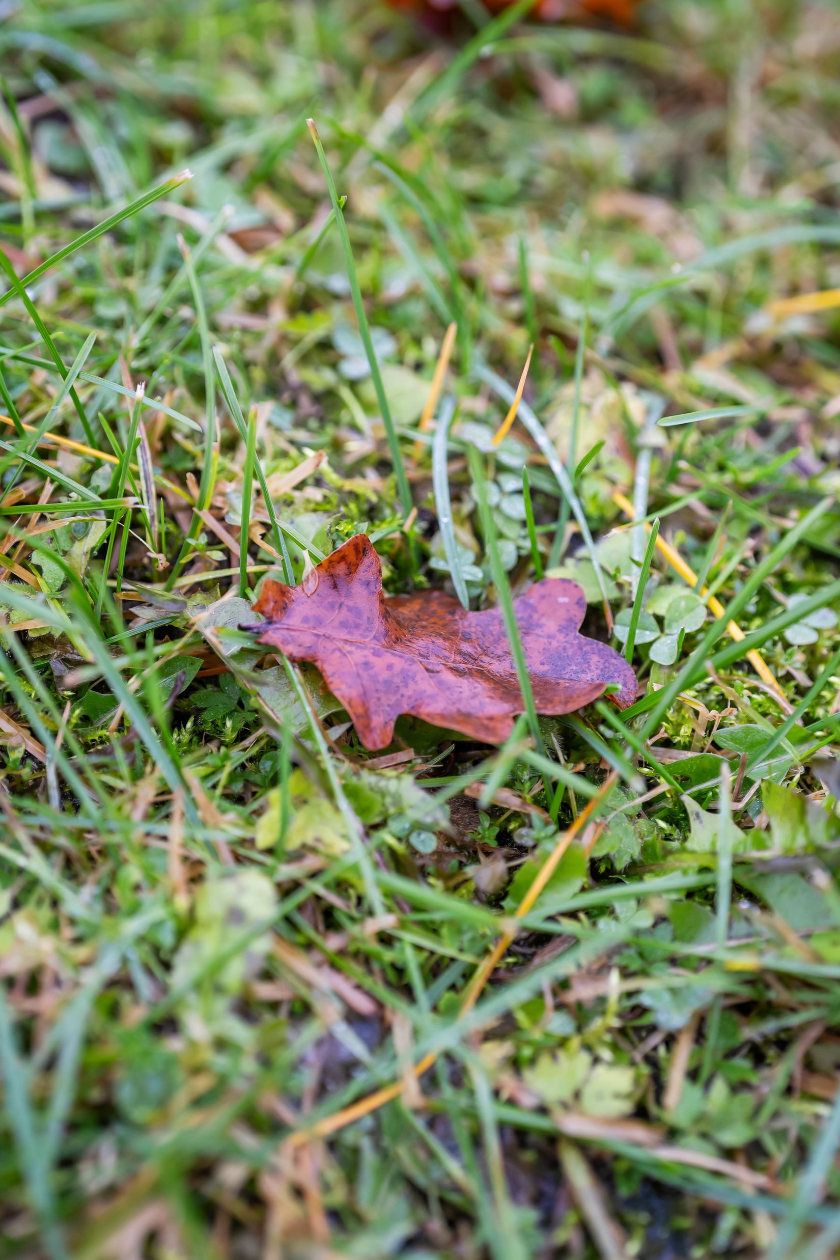 Villa, Floravägen 38, Centrum, Ånge