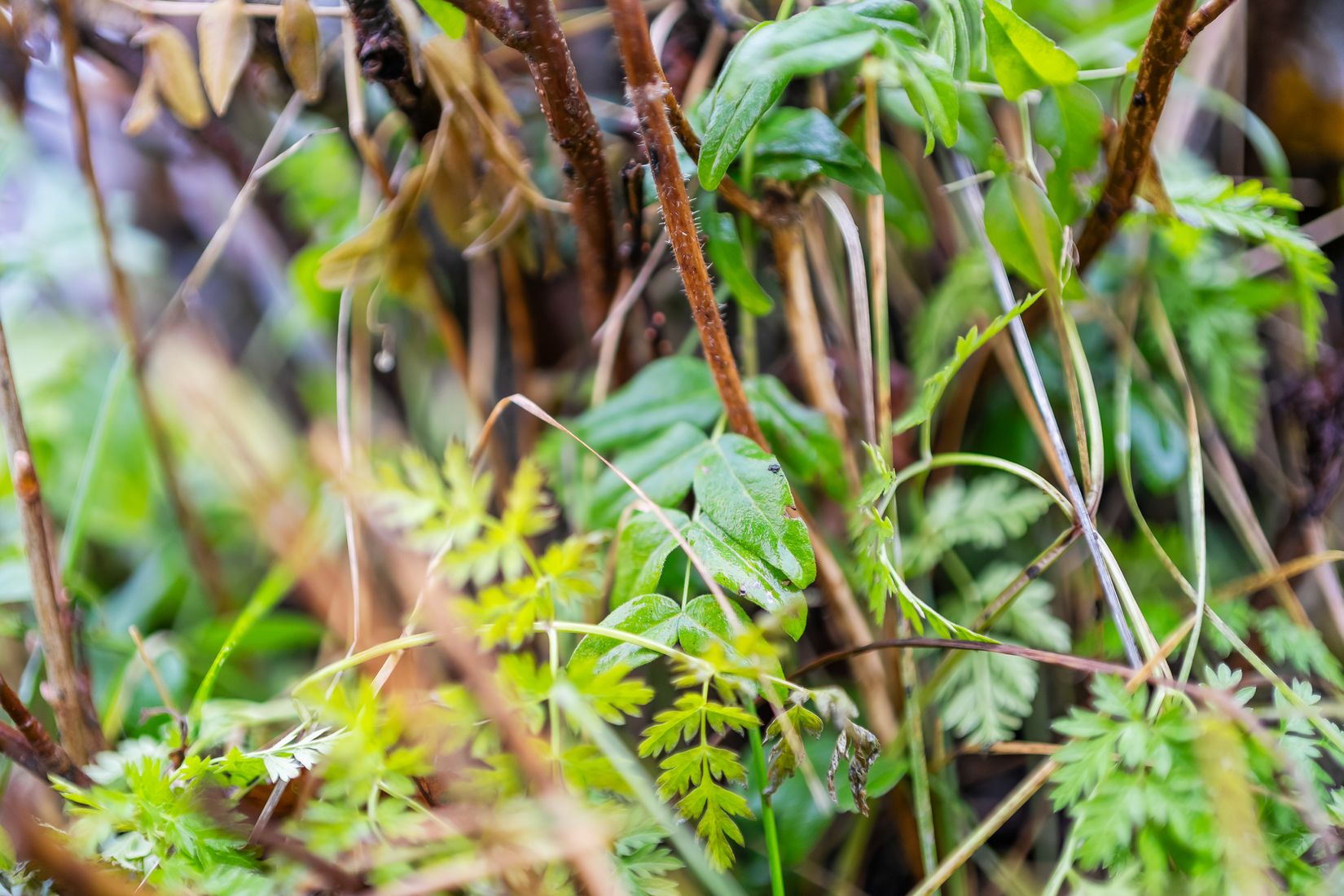 Villa, Floravägen 38, Centrum, Ånge