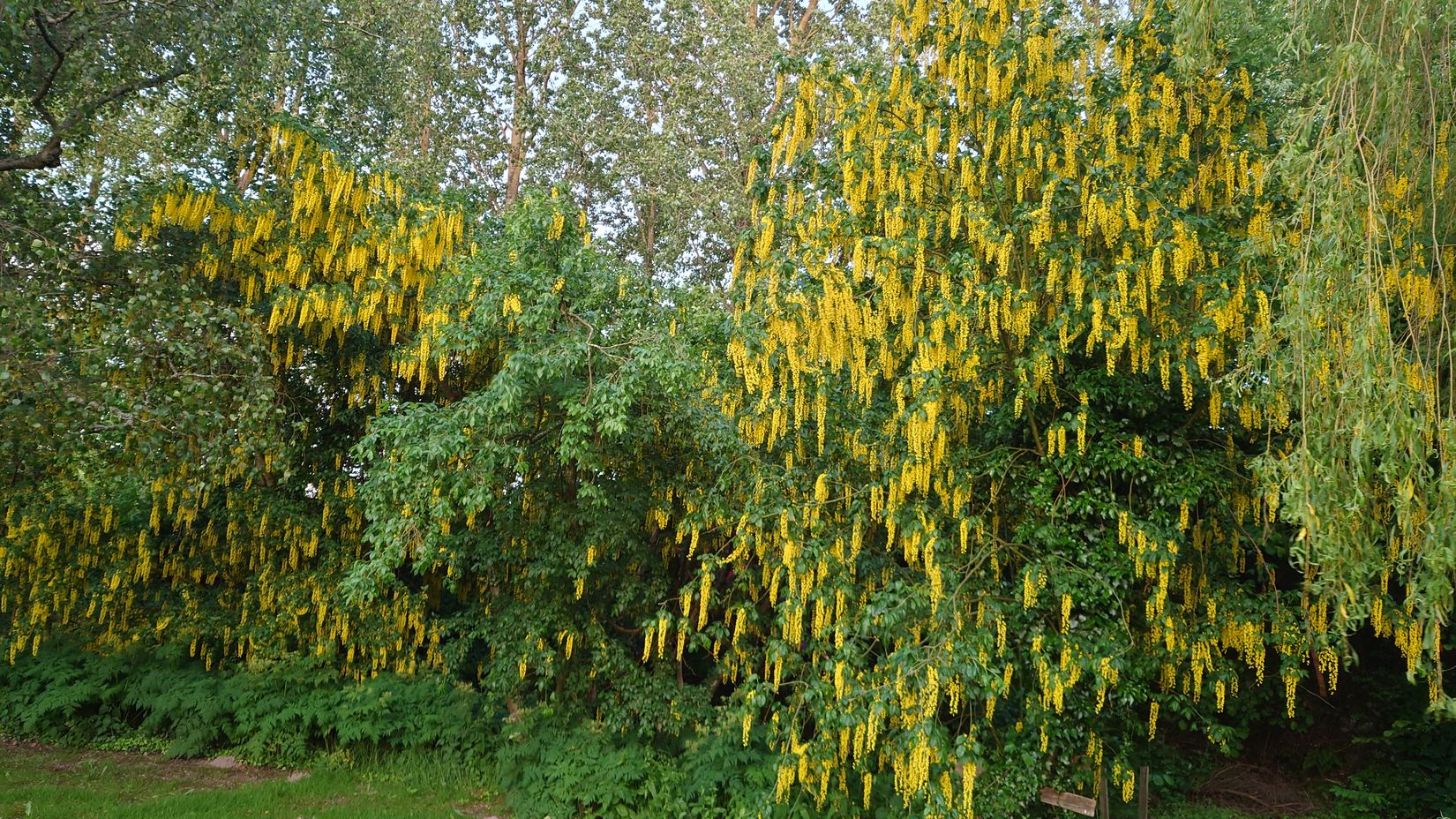 Gård/Skog, Ryadalsvägen 27, Vitaby, Simrishamn