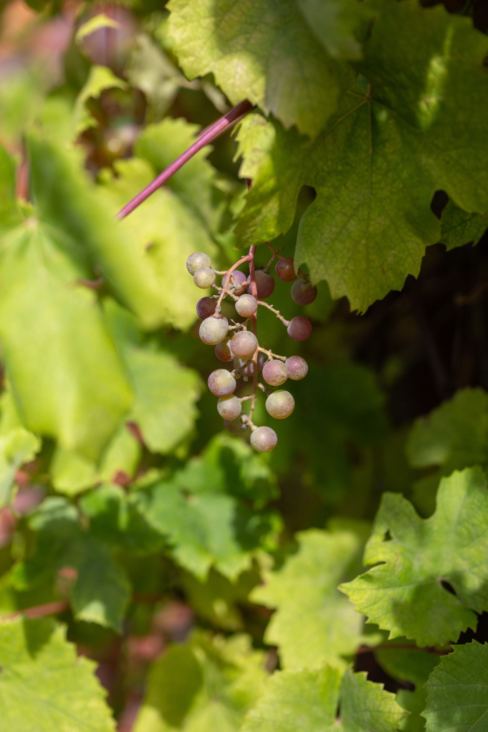 Villa, O G Svenssons väg 28, Ljungsbro, Linköping