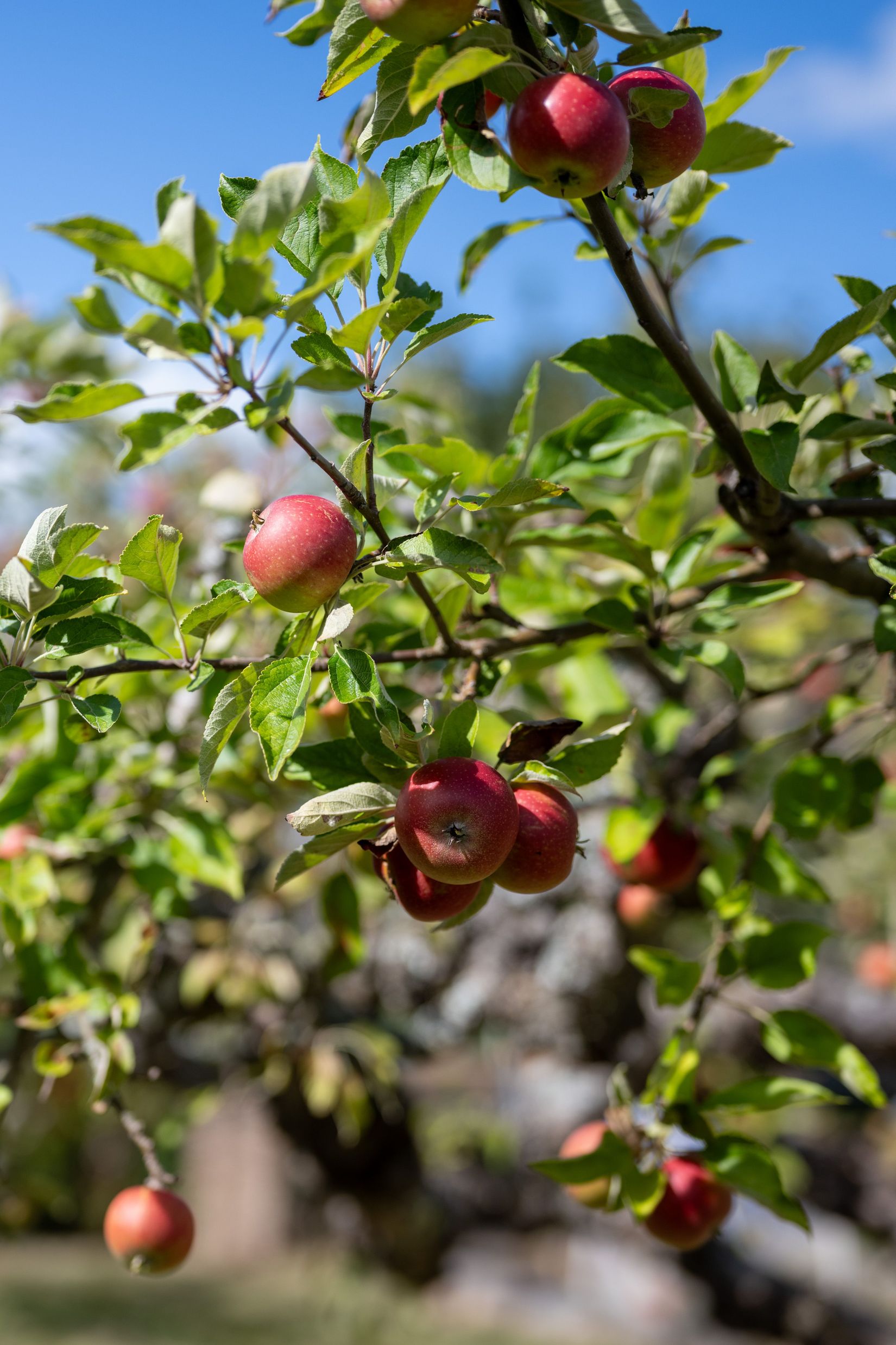 Villa, O G Svenssons väg 28, Ljungsbro, Linköping