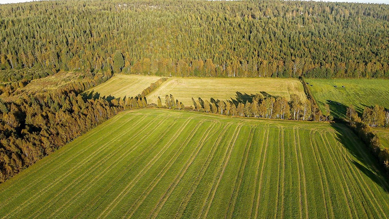 Gård/Skog, Skogshägna 8, Robertsfors