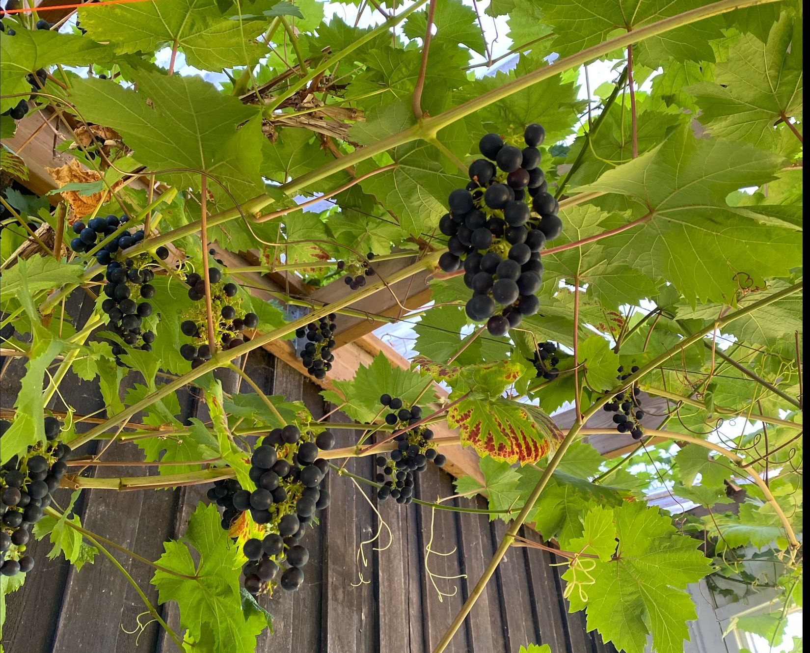 Villa, Hemmesdynge byaväg 61-11, Söderslätt, Trelleborg