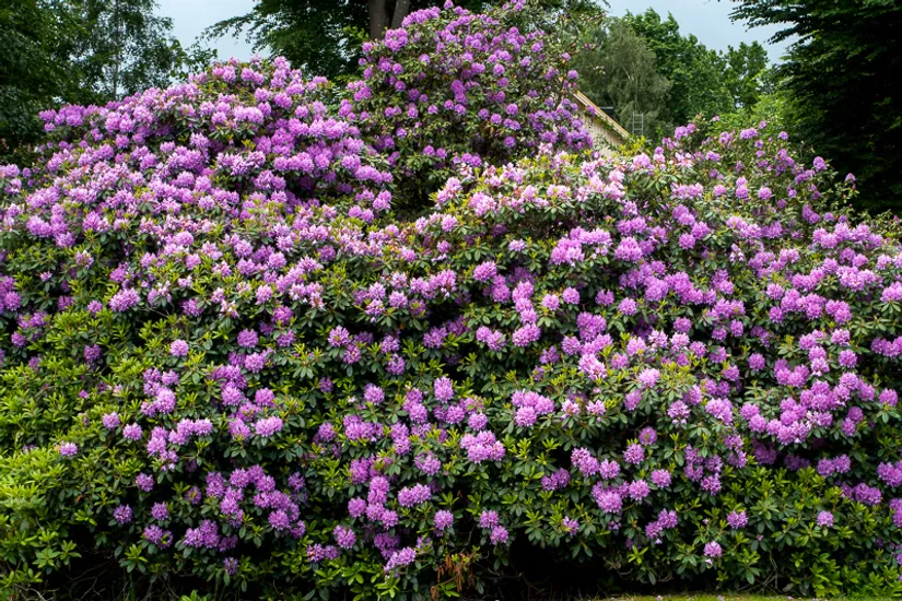 Villa, Östra Storgatan 17, Munka-Ljungby, Ängelholm