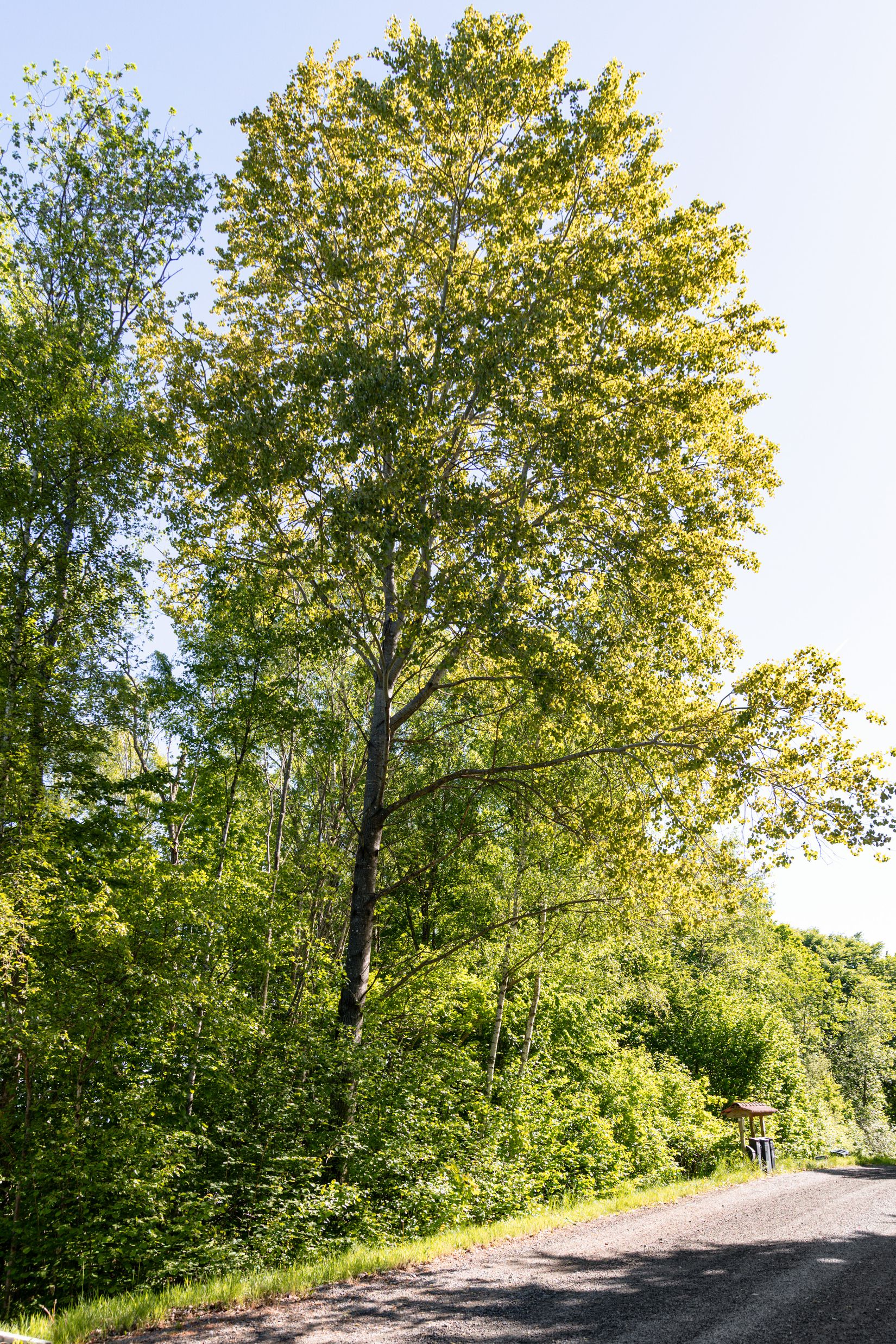 Tomt, Spiltvägen 9, Skyrup, Hässleholm