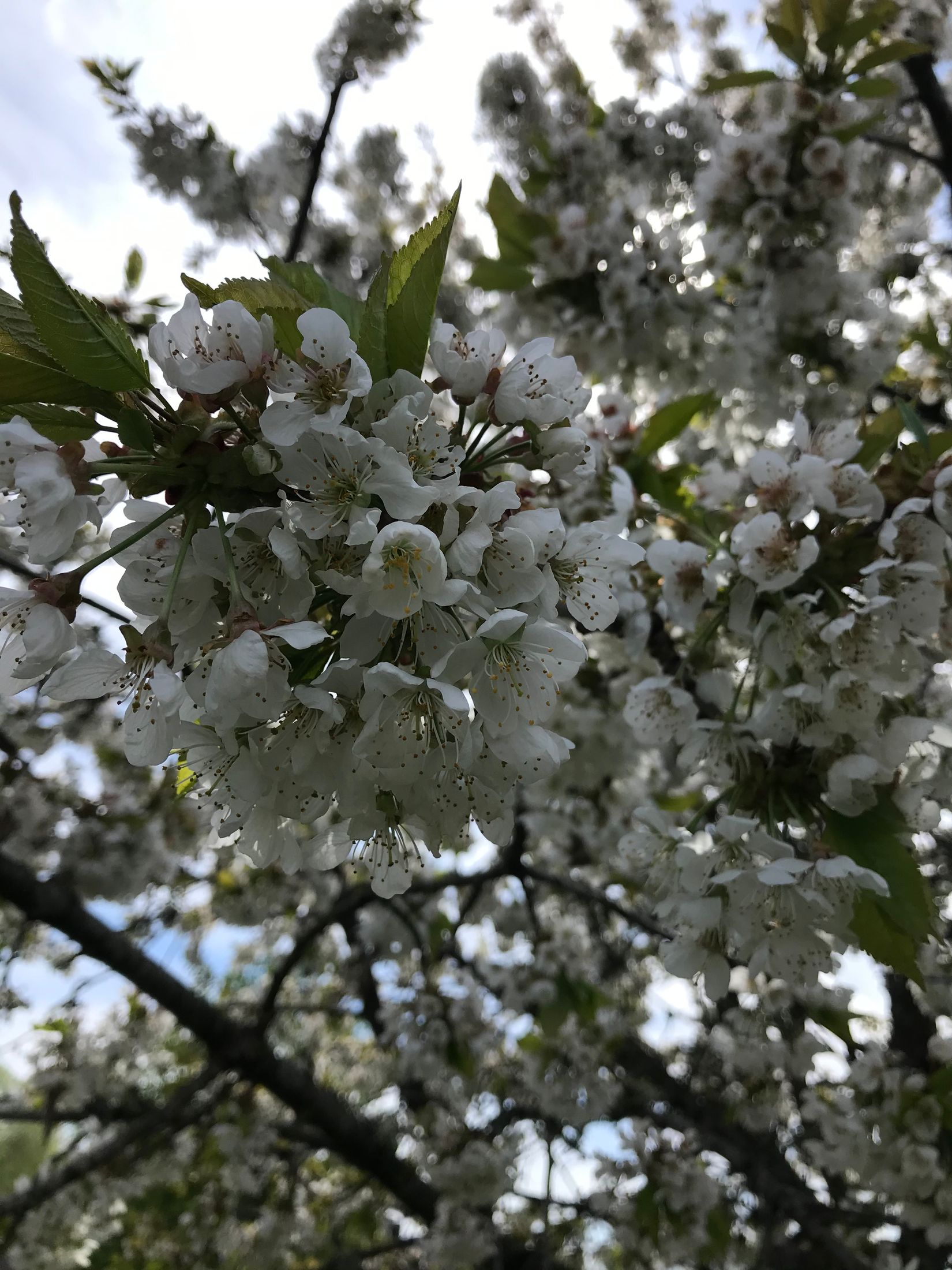 Villa, Sörbyvägen 19B, Sörby, Ronneby