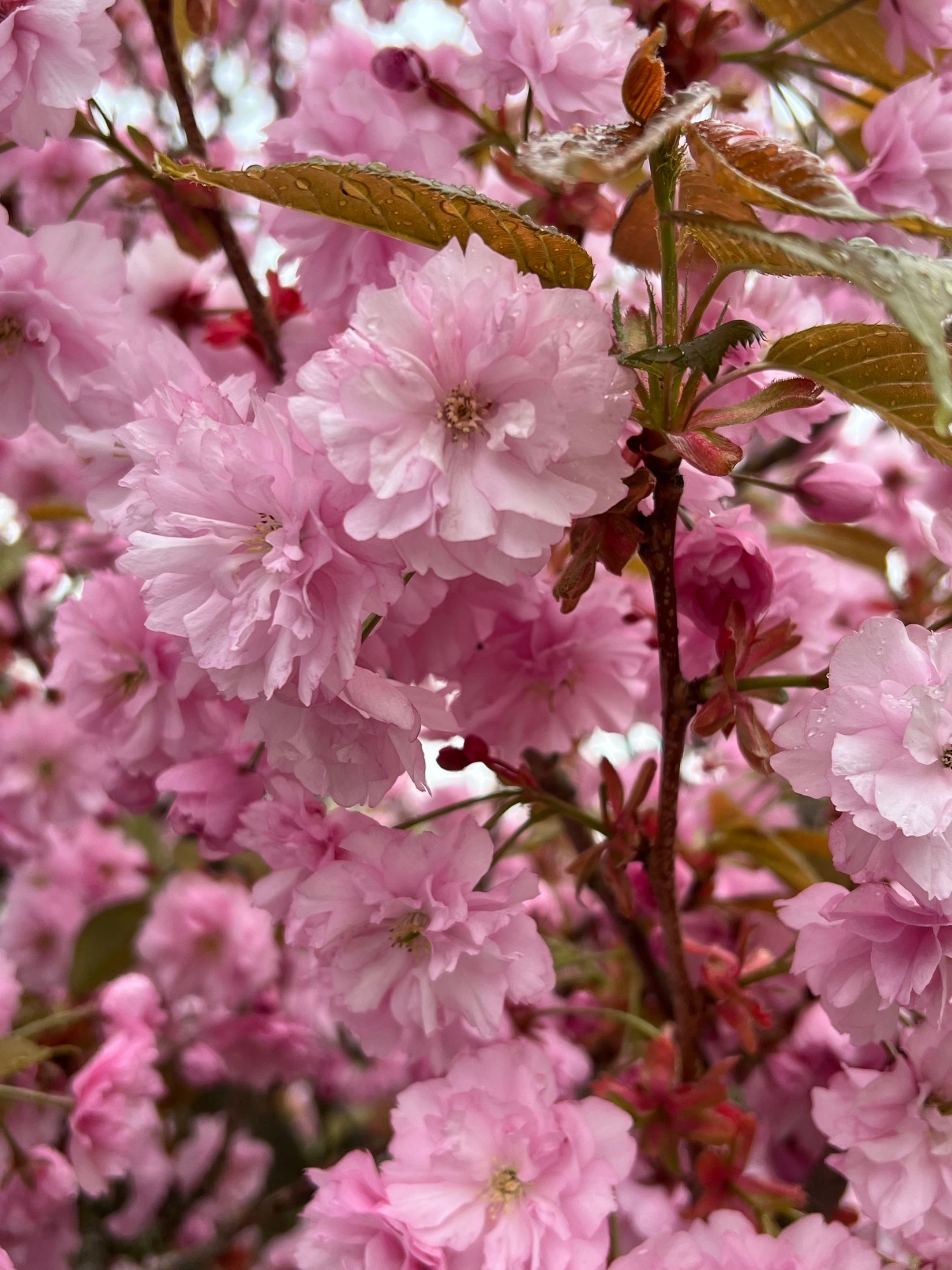 Villa, Sörbyvägen 19B, Sörby, Ronneby