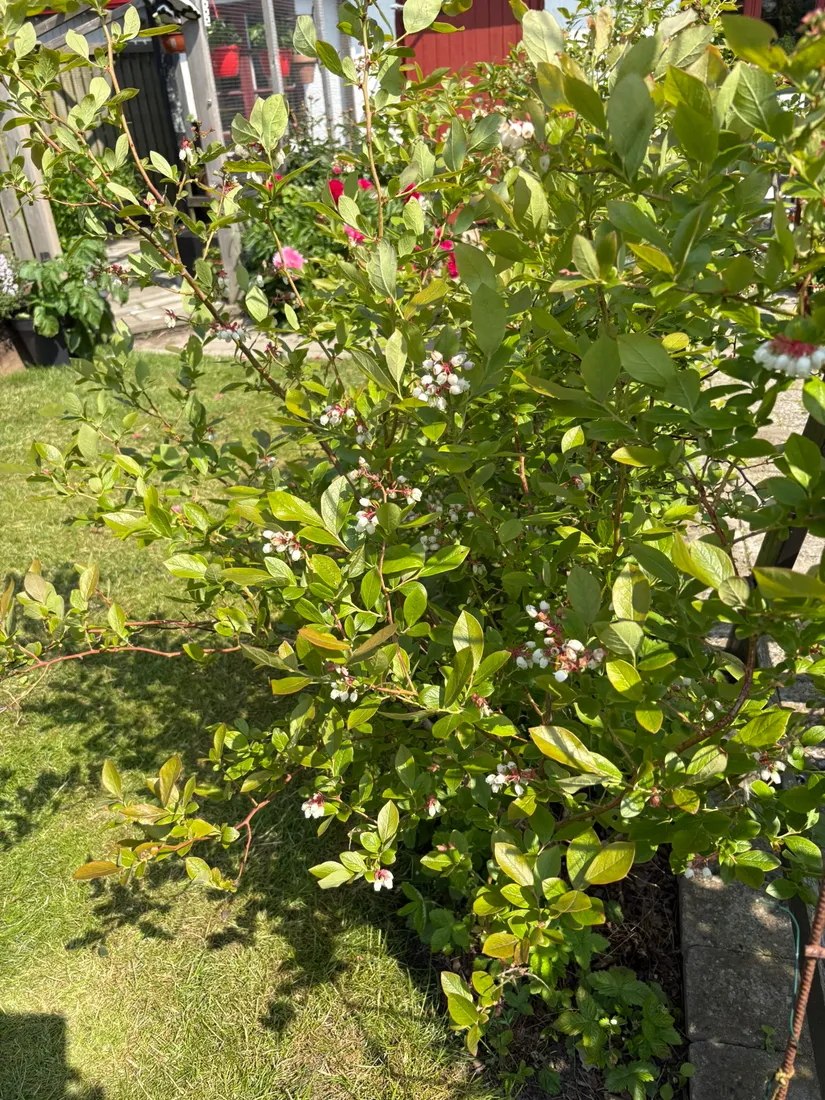 Villa, Karlaby byväg 6, Karlaby, Simrishamn