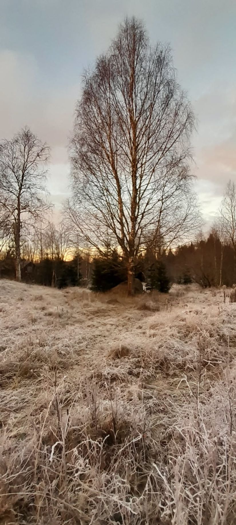 Gård/Skog, Hagälvsgården 1, Hagfors