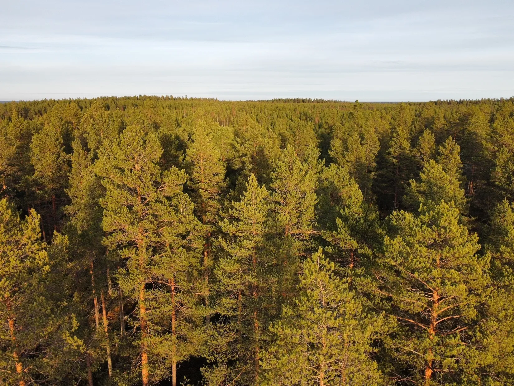 Gård/Skog, Svarttjärn 120, Burträsk, Skellefteå