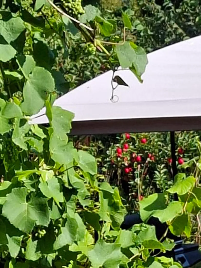 Villa, Storgatan 8, Vollsjö, Sjöbo