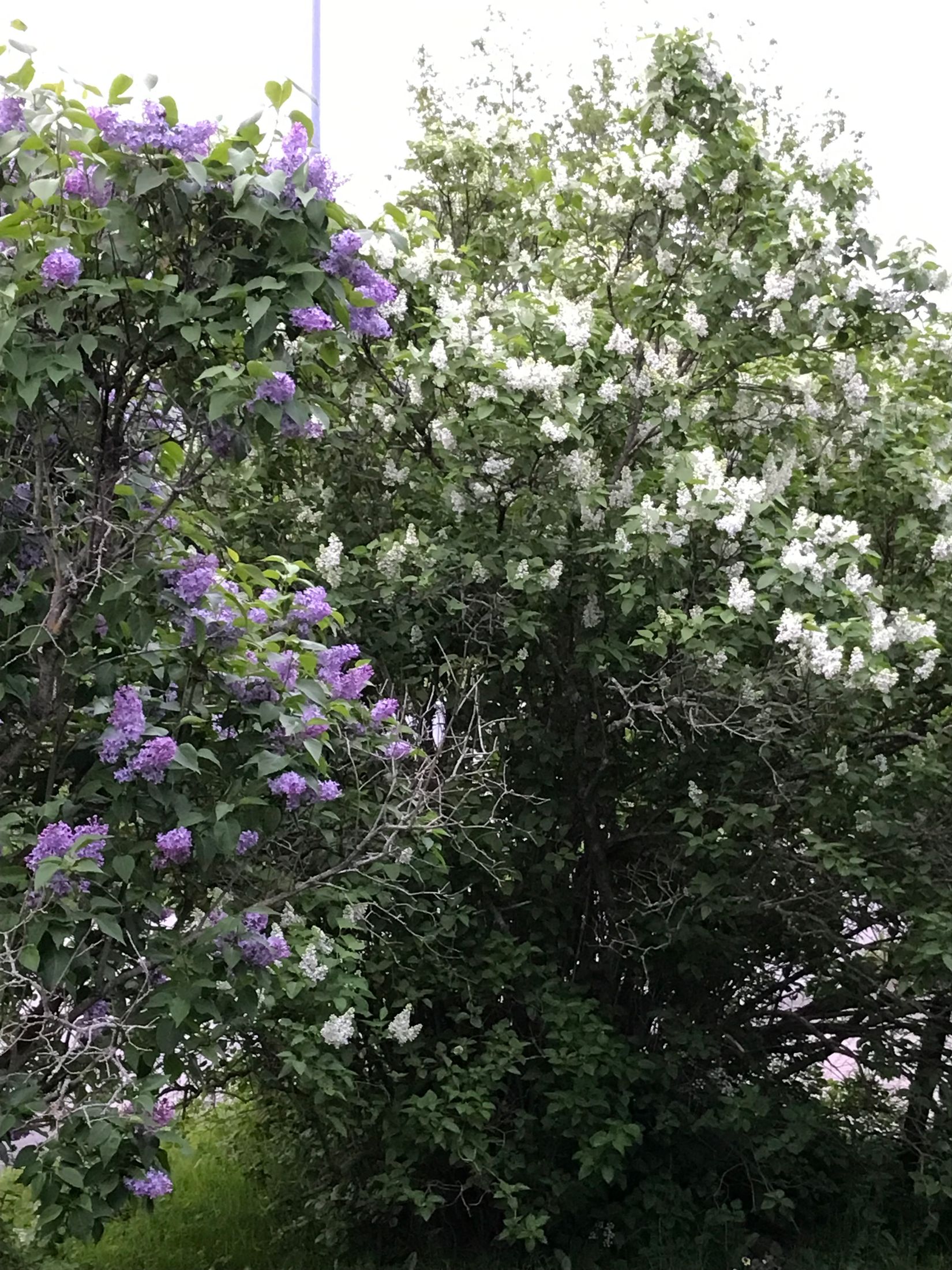 Villa, Ljusstakevägen 15, Indal, Sundsvall