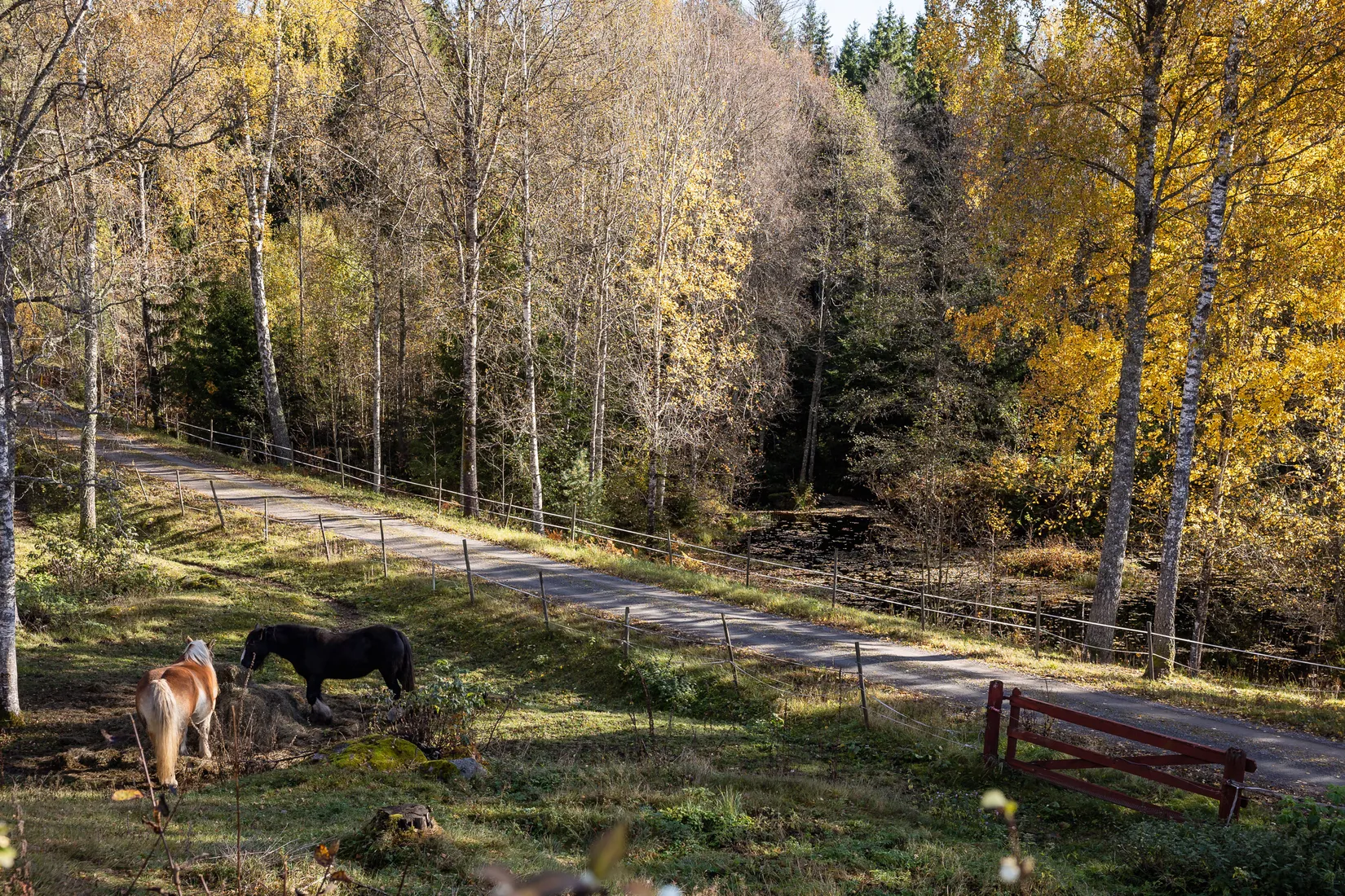 Gård/Skog, Hok Österskog 2, Hok, Vaggeryd