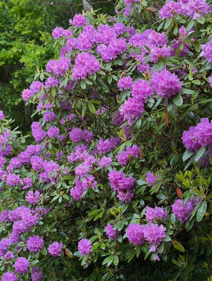 Villa, Stora Kärrs väg 9, Bokenäset, Uddevalla