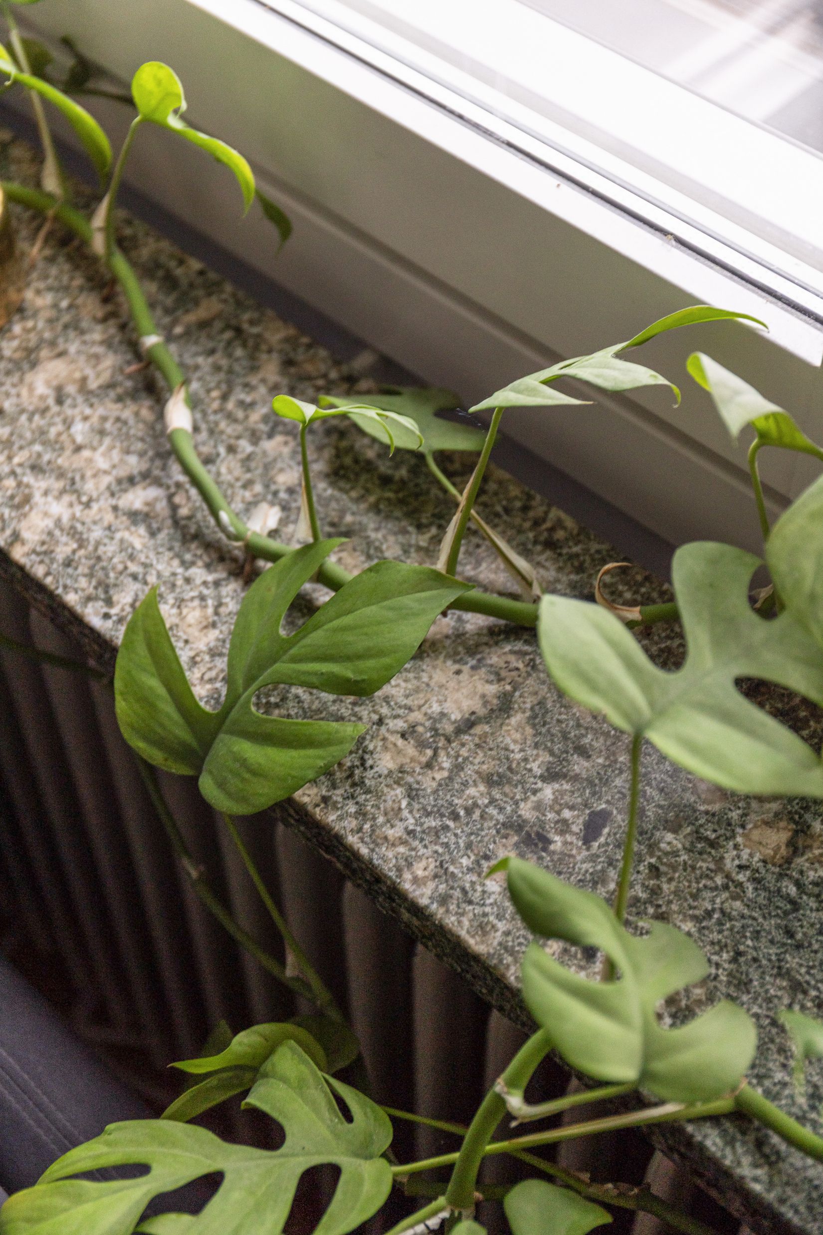 Bostadsrätt, Mariedalsvägen 56C, Kronborg, Malmö