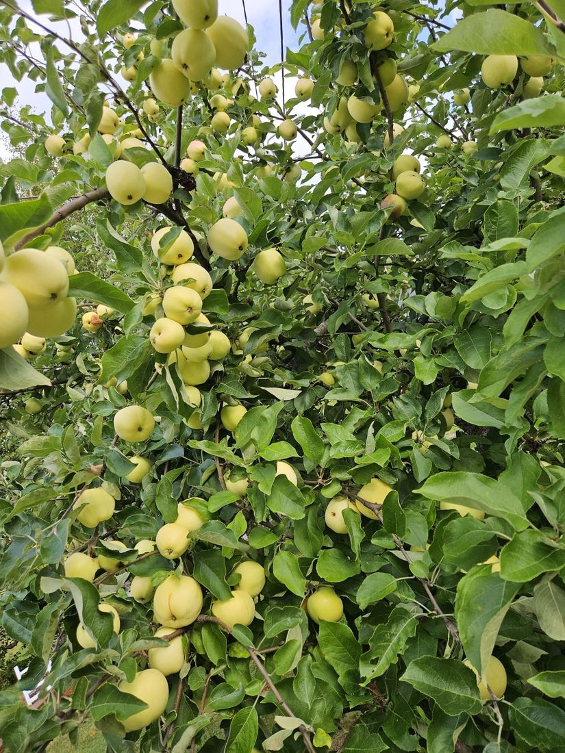 Villa, Torpgatan 9, Fagervik, Timrå