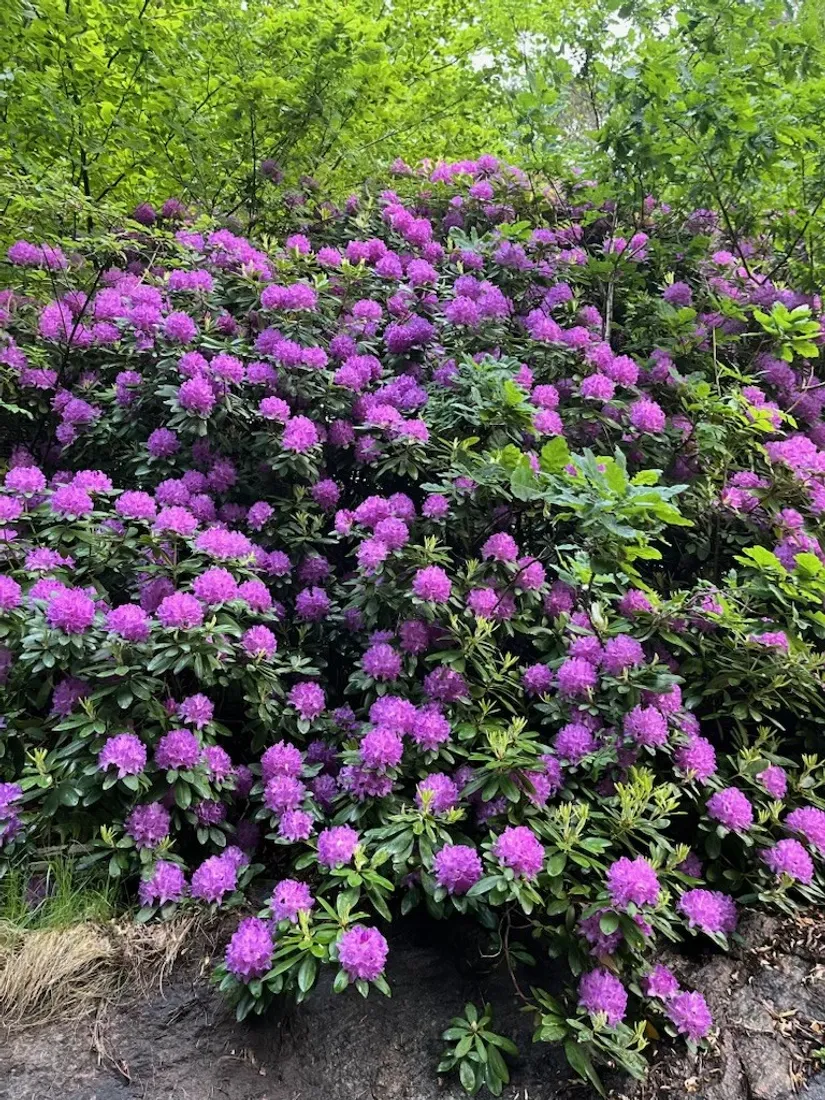 Villa, Fridhemsvägen 1, Surte, Ale