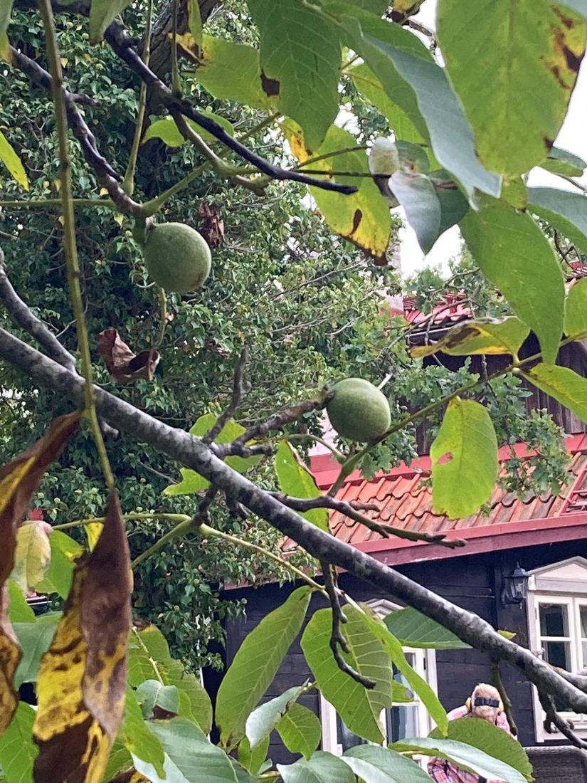 Fritidshus, Toftavägen 389, Tofta - Gnisvärd, Gotland