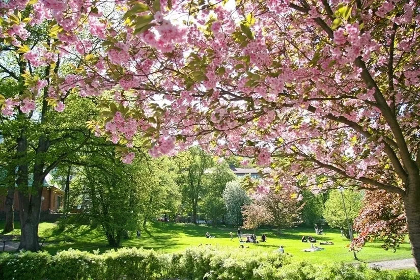 Bostadsrätt, Svängrumsgatan 79, Flatås, Göteborg