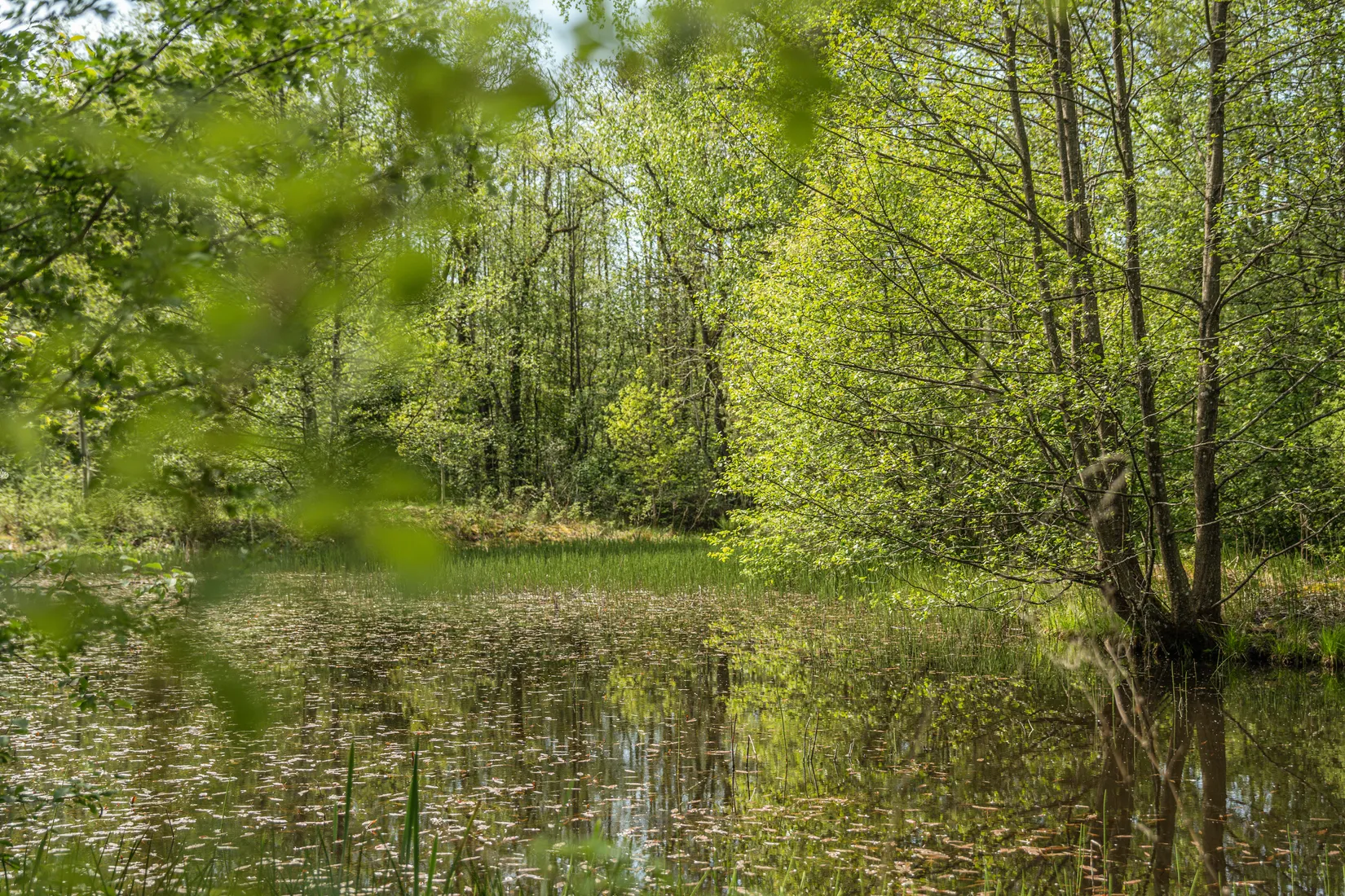 Tomt, Drömläge i Ingared – stor tomt med exklusiva boendemöjligheter i naturnära miljö., Ingared, Alingsås