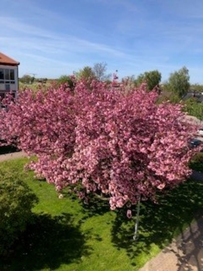 Bostadsrätt, Vinstorpsvägen 50, Vinstorp, Lomma