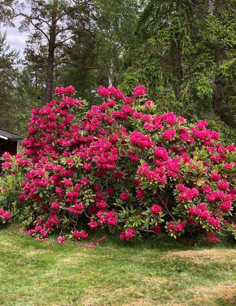 Fritidshus, Halmenius väg 5, Djurö, Värmdö