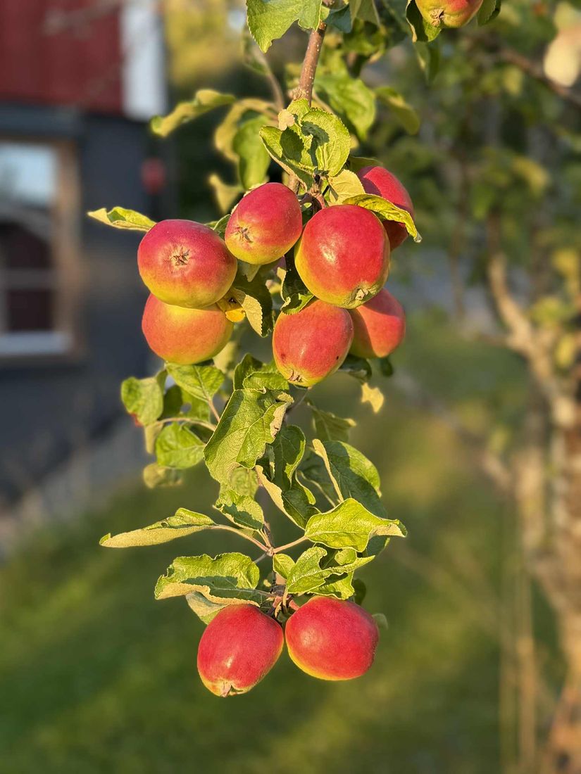 Villa, Torvollsvägen 80, Ope, Östersund