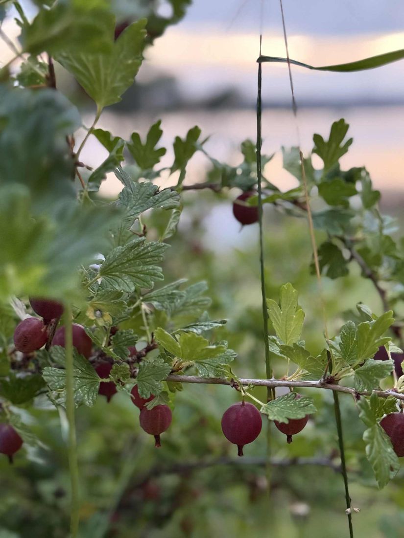 Villa, Torvollsvägen 80, Ope, Östersund