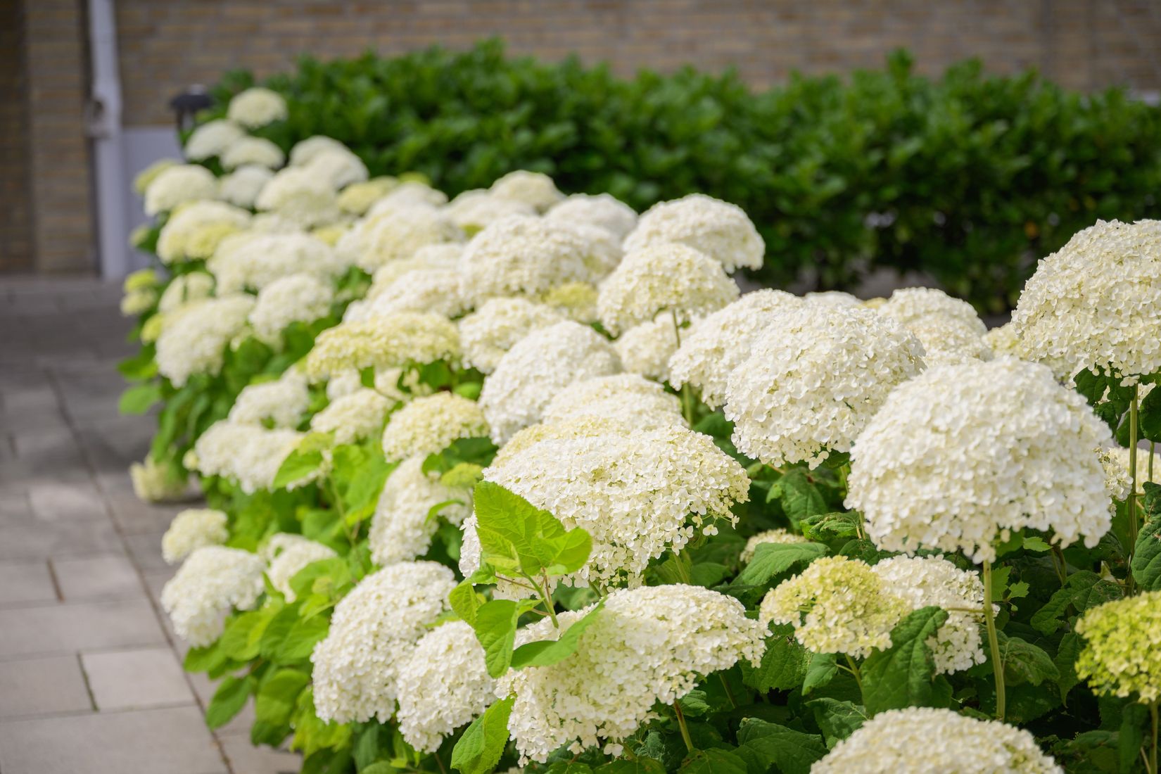 Bostadsrätt, Storabackegatan 17B, Gamla Limhamn, Malmö