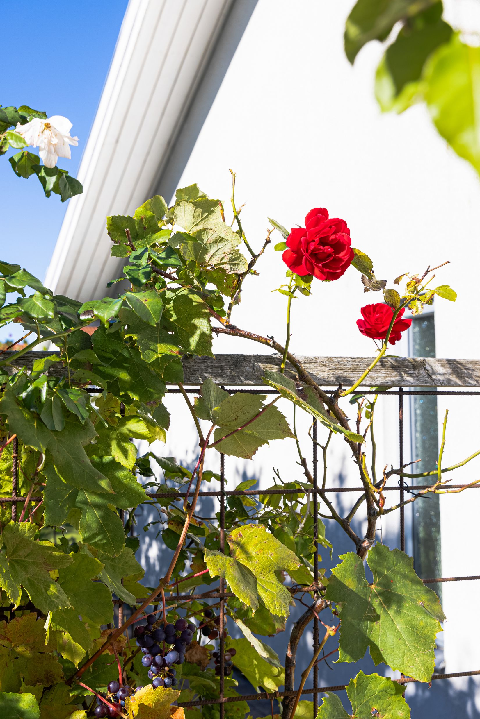 Villa, Rapsgatan 1, Elvkullen, Eslöv