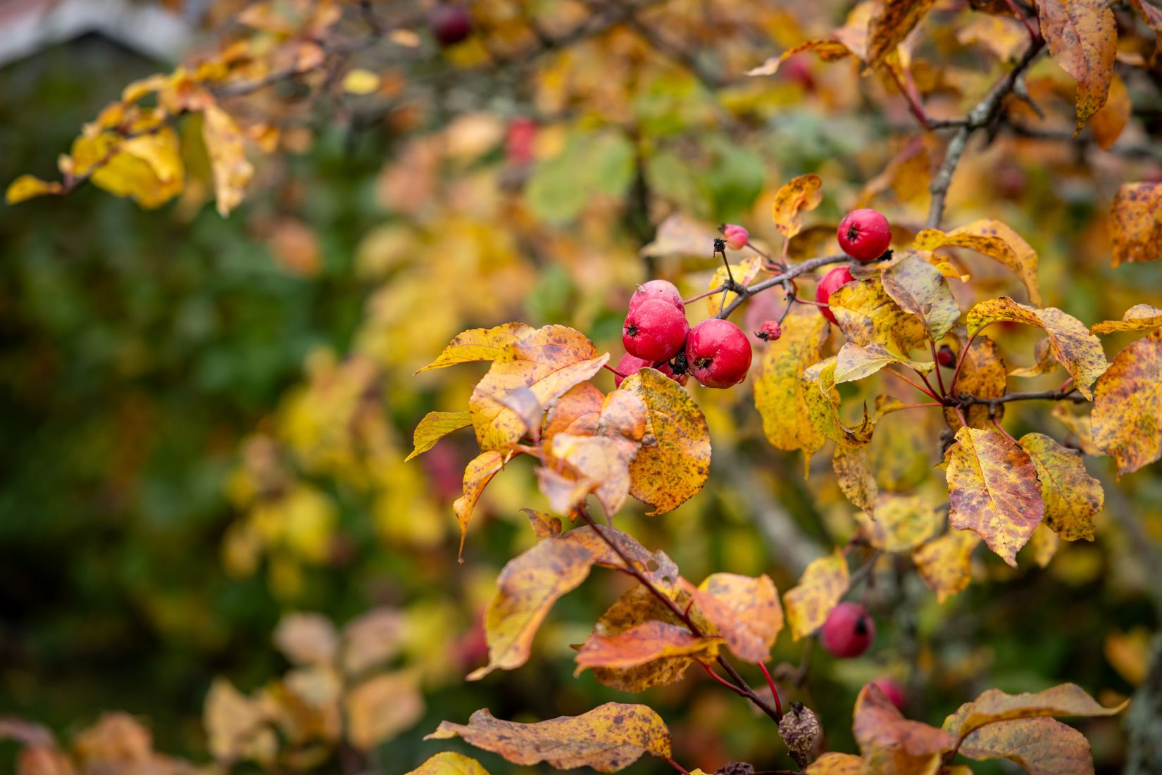 Villa, Blomstervägen 13, Västerslätt, Umeå
