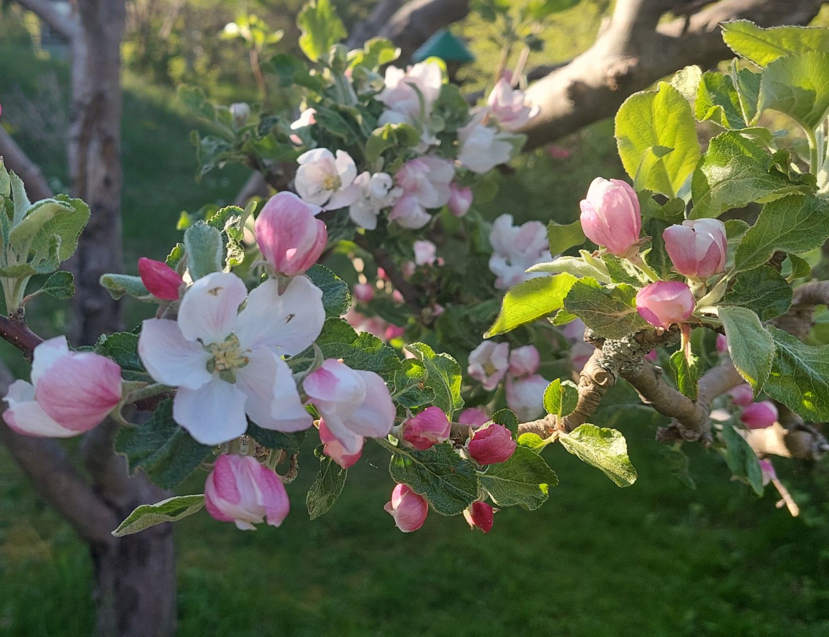Villa, Tennisvägen 2, Valdemarsvik - Grännäs, Valdemarsvik