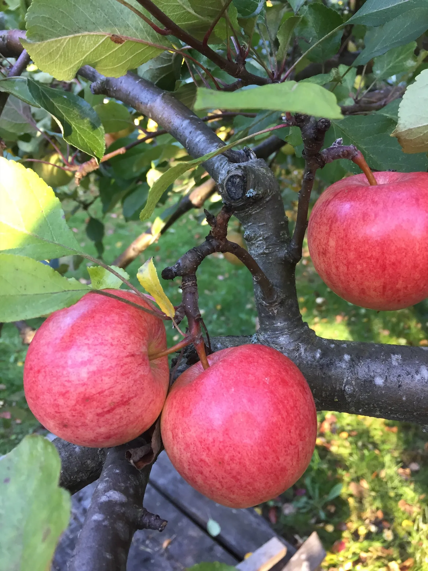 Villa, Jaktvägen 20, Skarpäng, Täby