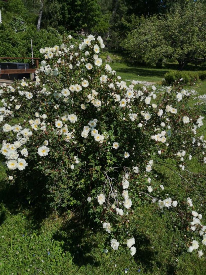 Villa, Roslagsbrovägen 289, Roslagsbro, Norrtälje