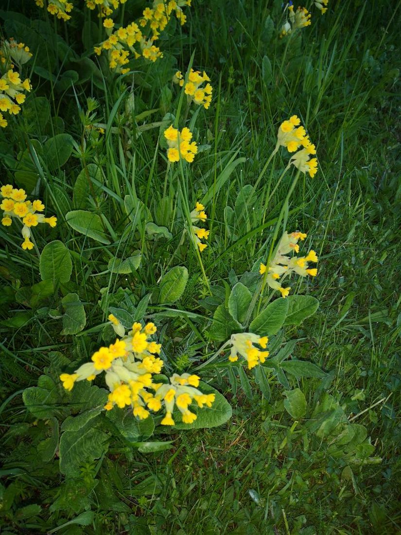 Villa, Roslagsbrovägen 289, Roslagsbro, Norrtälje